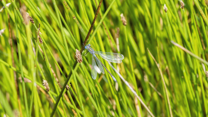 Macro of Emerald Spreadwing (Lestes dryas) Perched on a Blade of Grass in a Wet Meadow in Colorado
