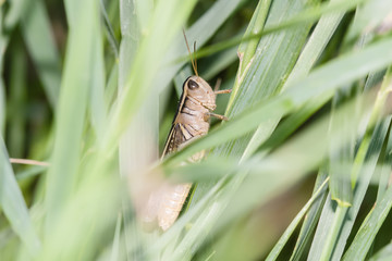 Macro of Two-striped Grasshopper (Melanoplus bivittatus) On Stalk of Grass