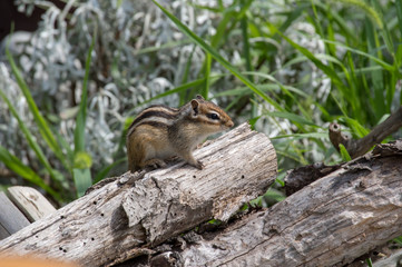 草むらのシマリス