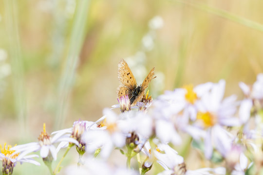 Purplish Copper Butterfly (Lycaena helloides) Gathering Pollen in Alpine Wildflowers in a High Mountain Meadow in Colorado