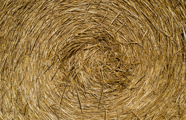 Round bales of straw lying in the field, shot taken close-up.