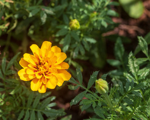 Yellow marigold in bloom