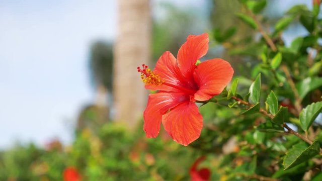 Red hibiscus flower in bloom in 4k slow motion 60fps