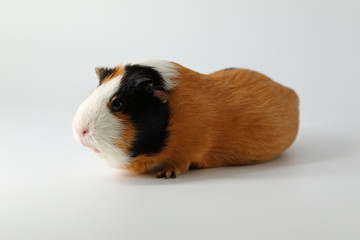 Guinea pig usual three-colored on a dark and white background.