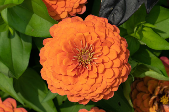 Zinnia Meg Richards5