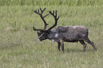 large male reindeer standing in a marshy tundra on a summer day