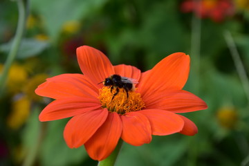orange Blume mit Hummel