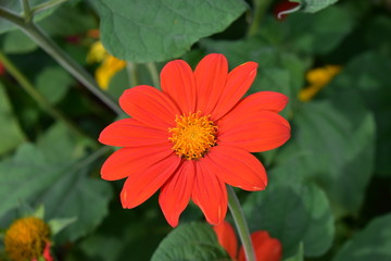 orange Blume