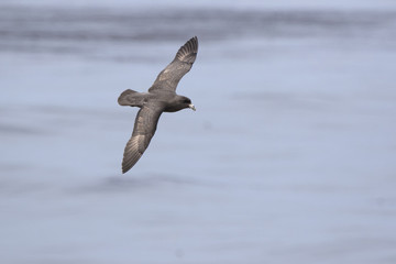 northern fulmar of a dark morph that flies on the waters of the Pacific Ocean