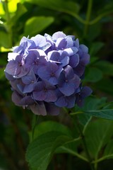 blue flower in the garden