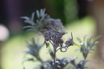 The Alpine squid, alpine, is also one of the most famous mountain flowers. The German name...