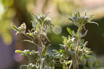 The Alpine squid, alpine, is also one of the most famous mountain flowers. The German name...