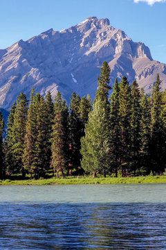 Fur Trees along Bow River with Mountains in Banff, Alberta, Canada