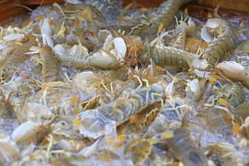 Fresh mantis shrimp