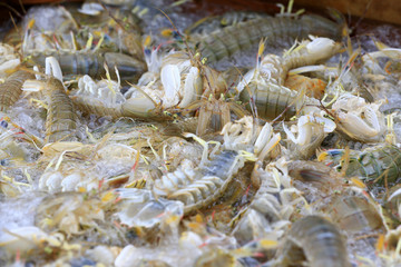 Fresh mantis shrimp