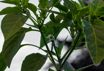 Weisse Chili Blüte an grüner Chilipflanze