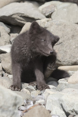 Puppy Commanders blue arctic fox that scratches itself behind the ear near the entrance to the hole