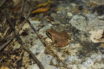 Naklejka premium Brown Frog sits on a rock