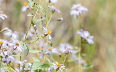 Alpine Wildflowers in a High Meadow in Colorado