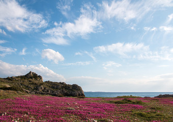 Violet flowers near 