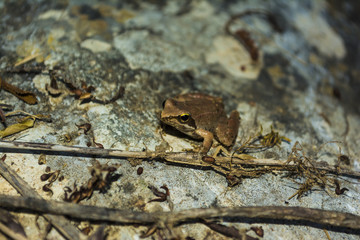 Brown Frog sits on a rock