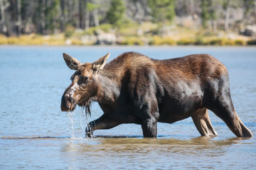 Shiras Moose in the Rocky Mountains of Colorado