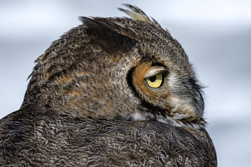 Close-up of a Great Horned Owl in New England in the snow