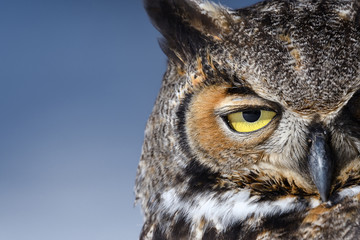 Close-up of a Great Horned Owl in New England in the snow