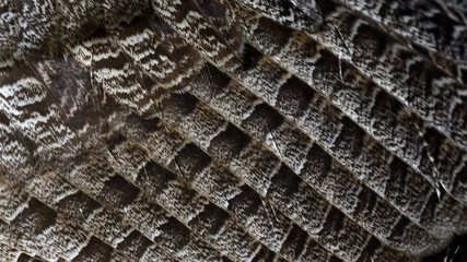 Close-up of a Great Horned Owl wing in New England in the snow