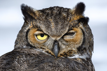 Close-up of a Great Horned Owl in New England in the snow
