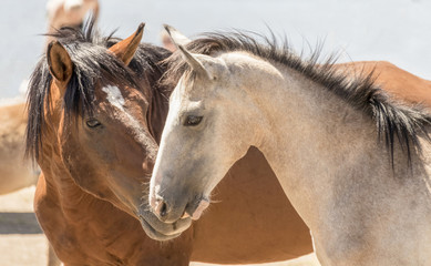 Obraz premium Two wild Mustangs at Saguaro Lake, Arizona