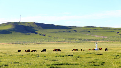 Fototapeta na wymiar Many cattle are grazing on the hillside
