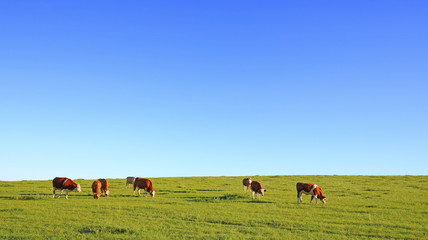 Obraz na płótnie Canvas Many cattle are grazing on the hillside