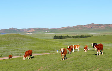 Fototapeta na wymiar Many cattle are grazing on the hillside