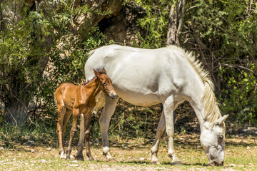 Obraz na płótnie Canvas Momma and baby wild Mustangs at Saguaro Lake, Arizona