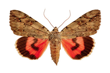 Catocala electa on a white background