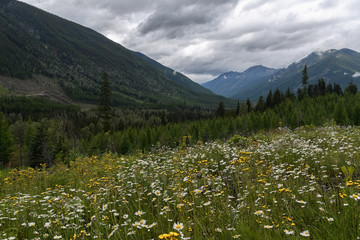 Summer flowers against dramatic storm clouds, looking over a mountain valley in Canada