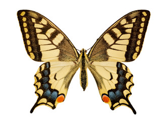 Papilio machaon on a white background