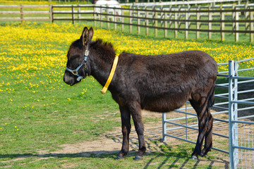 Donkey Standing in a Field of Buttercups