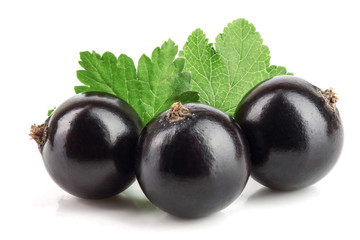 three black currant with leaf isolated on white background