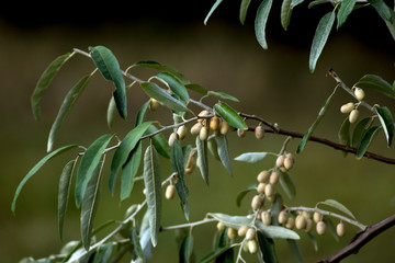 The olive (Olea europaea).