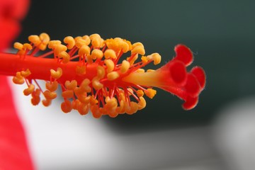 Flower Macro of Stigma