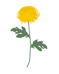 Yellow chrysanthemum with green leaves on a white background. Autumn flowers. Vector illustration