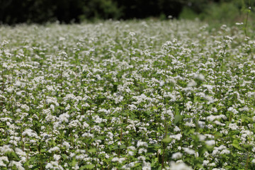 Buckwheat flower - August of Japan -