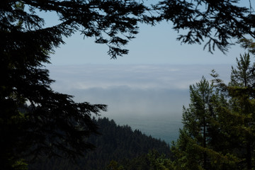 Obraz na płótnie Canvas Redwood forest in California