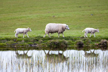 Obraz premium Sheep with two lambs and reflection in water