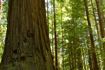 Redwood trees in California