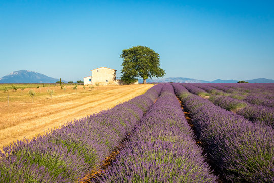 Idyllic country with lavender field and farmhouse near Valensole, Provence, France