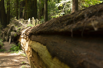 Redwood forest in northern California