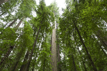 Redwood National Forest in northern California